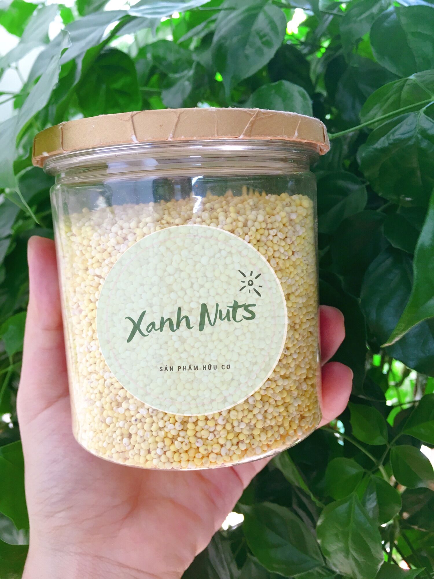 500G Hạt Kê Nếp Thuần chủng bao ngon