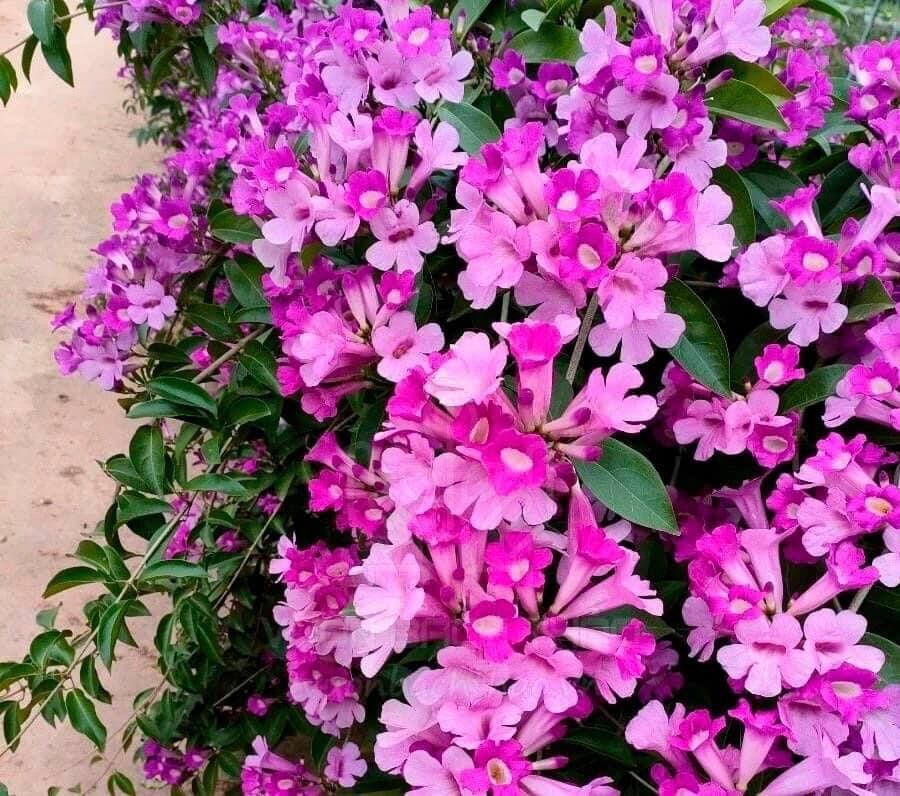 Cây giống hoa lan tỏi