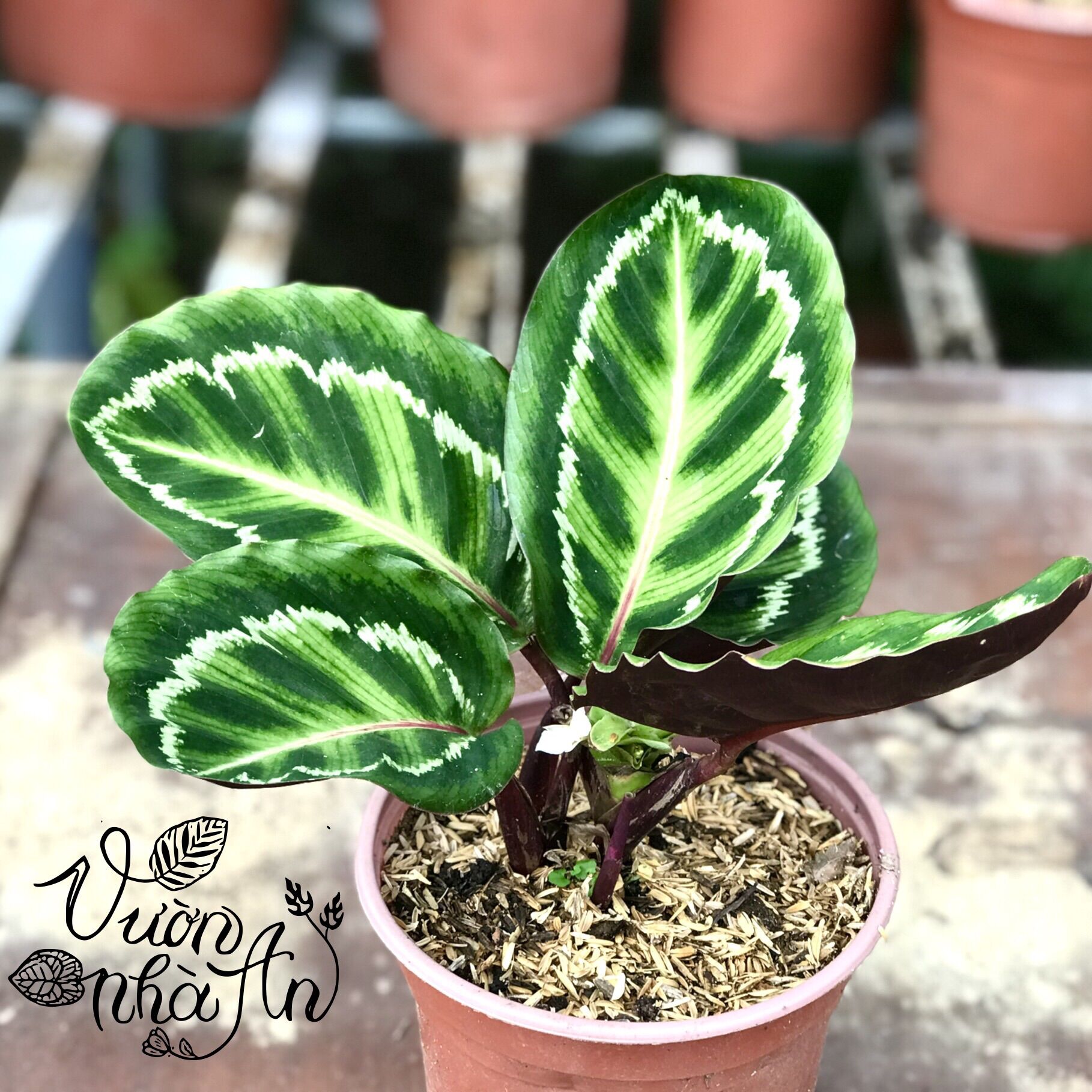Cây đuôi công viền trắng