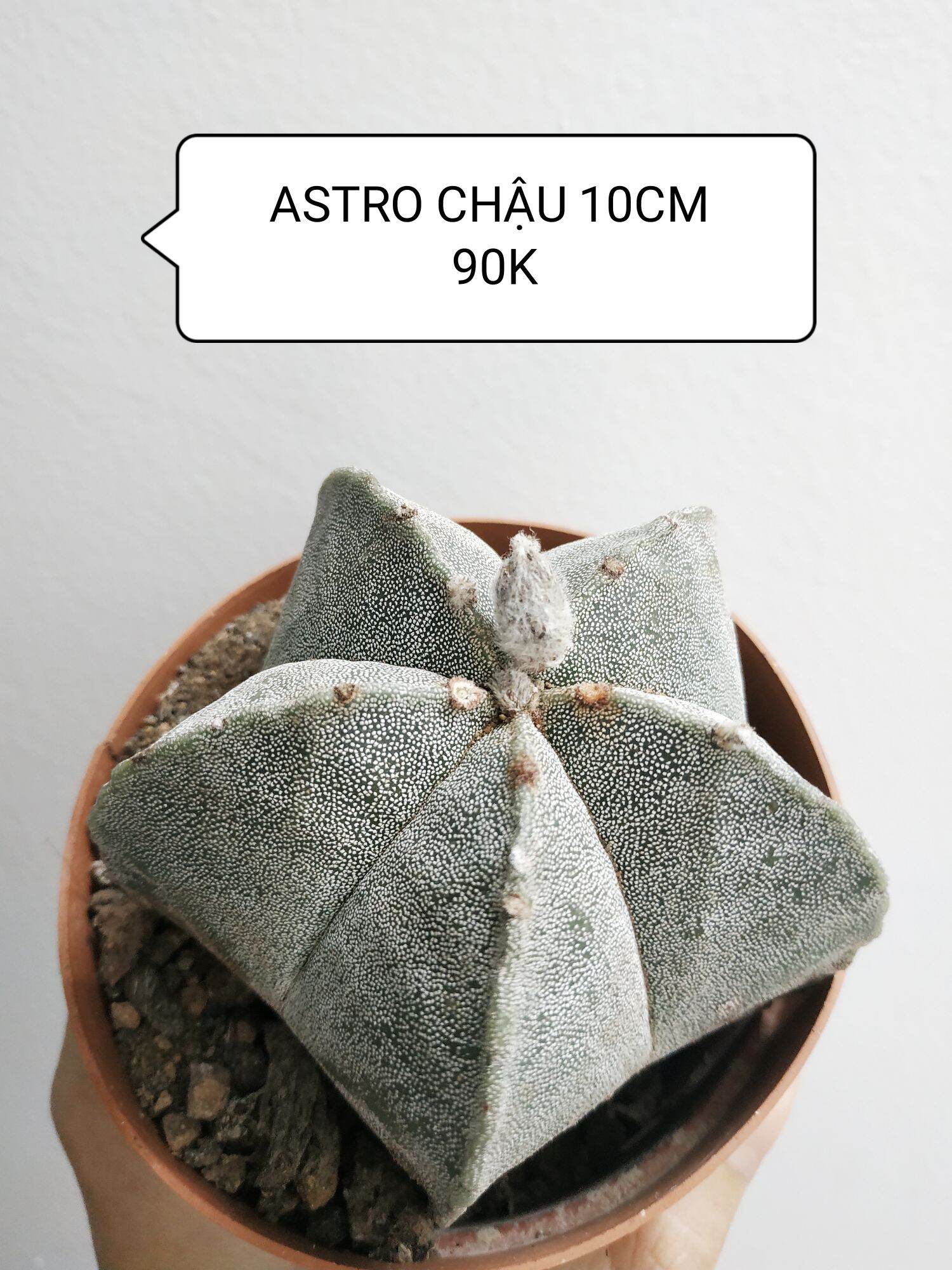 Xương rồng astro to chậu 10cm