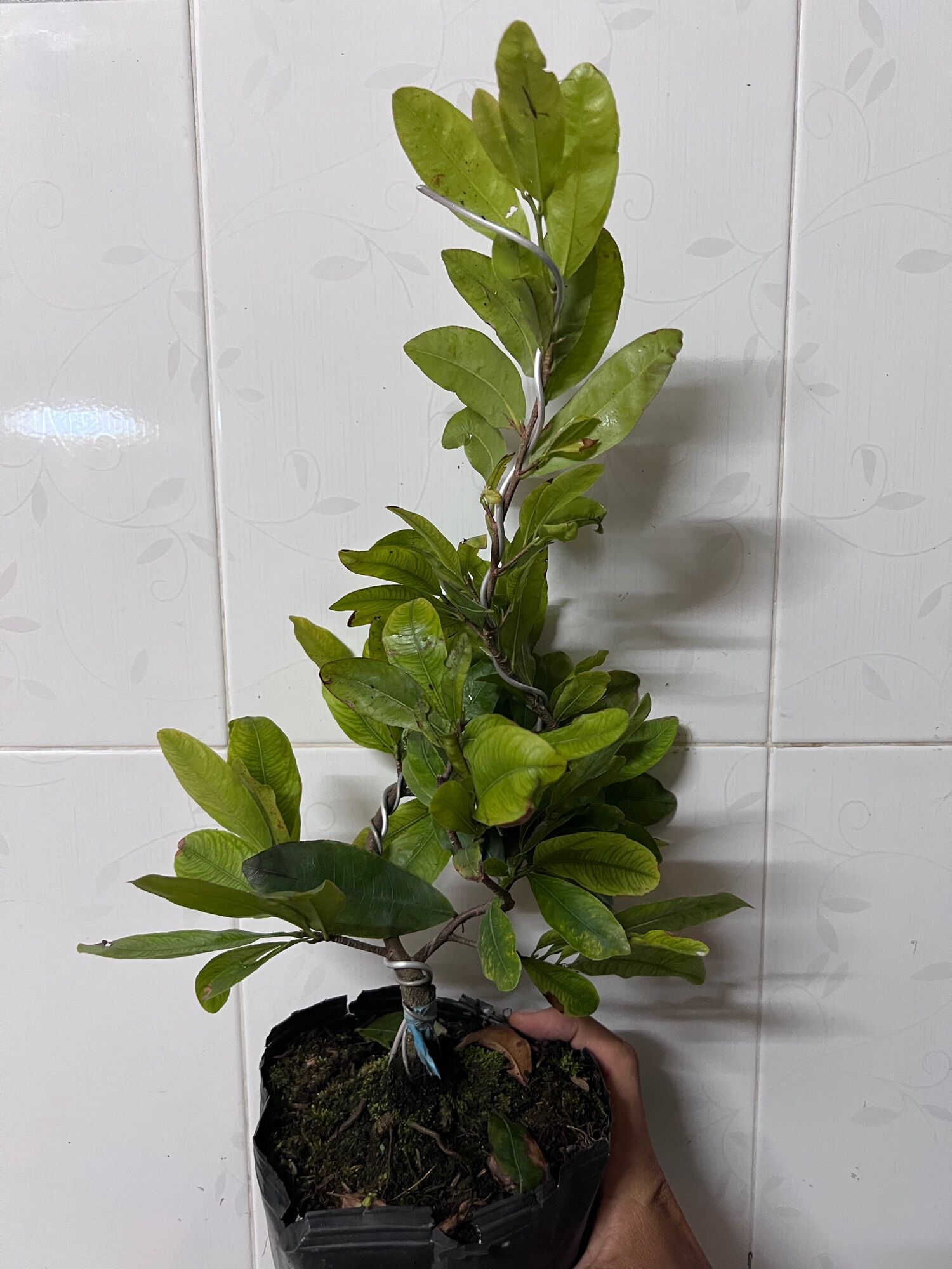 Hoa Thanh Mai cây ghép chuẩn