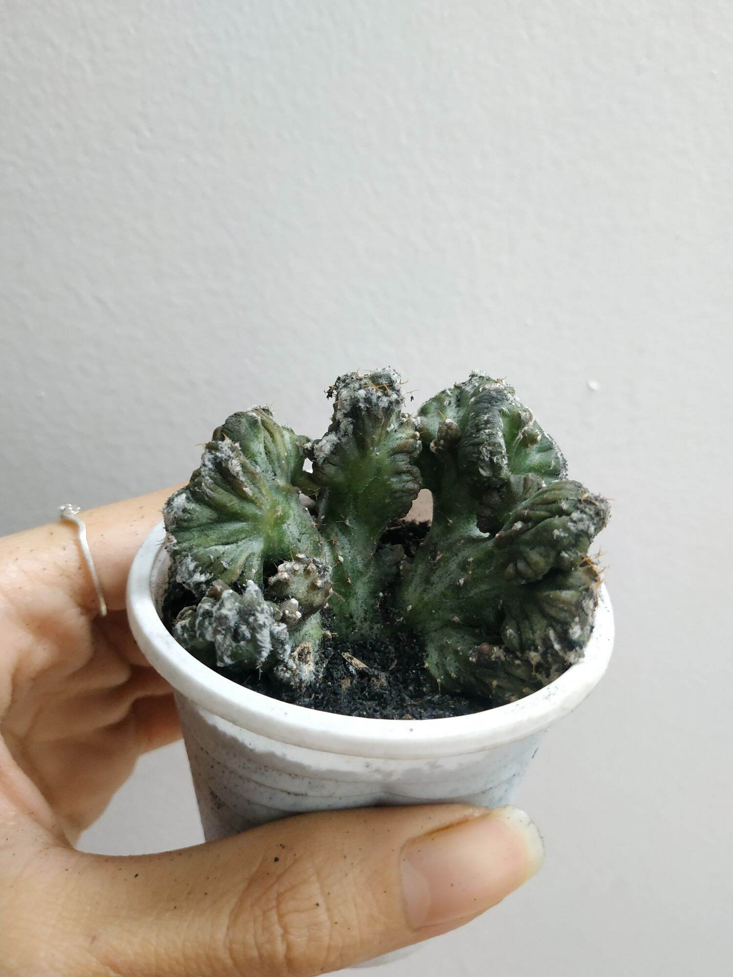 Xương rồng GẠC NAI