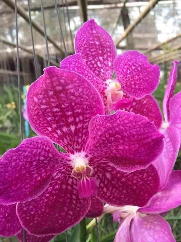 Hoa lan vanda trưởng thành màu sổ số