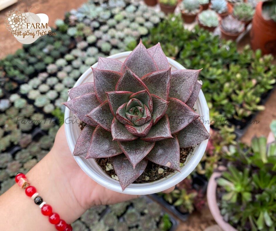SEN ĐÁ Ngẫu Nhiên SIZE TRUNG BÌNH “ Giá HẠT DẺ’’ 9-12CM (1 CÂY)MUA NHIỀU CHỌN KHÁC LOẠI (TỐI ĐA 50 LOẠI)
