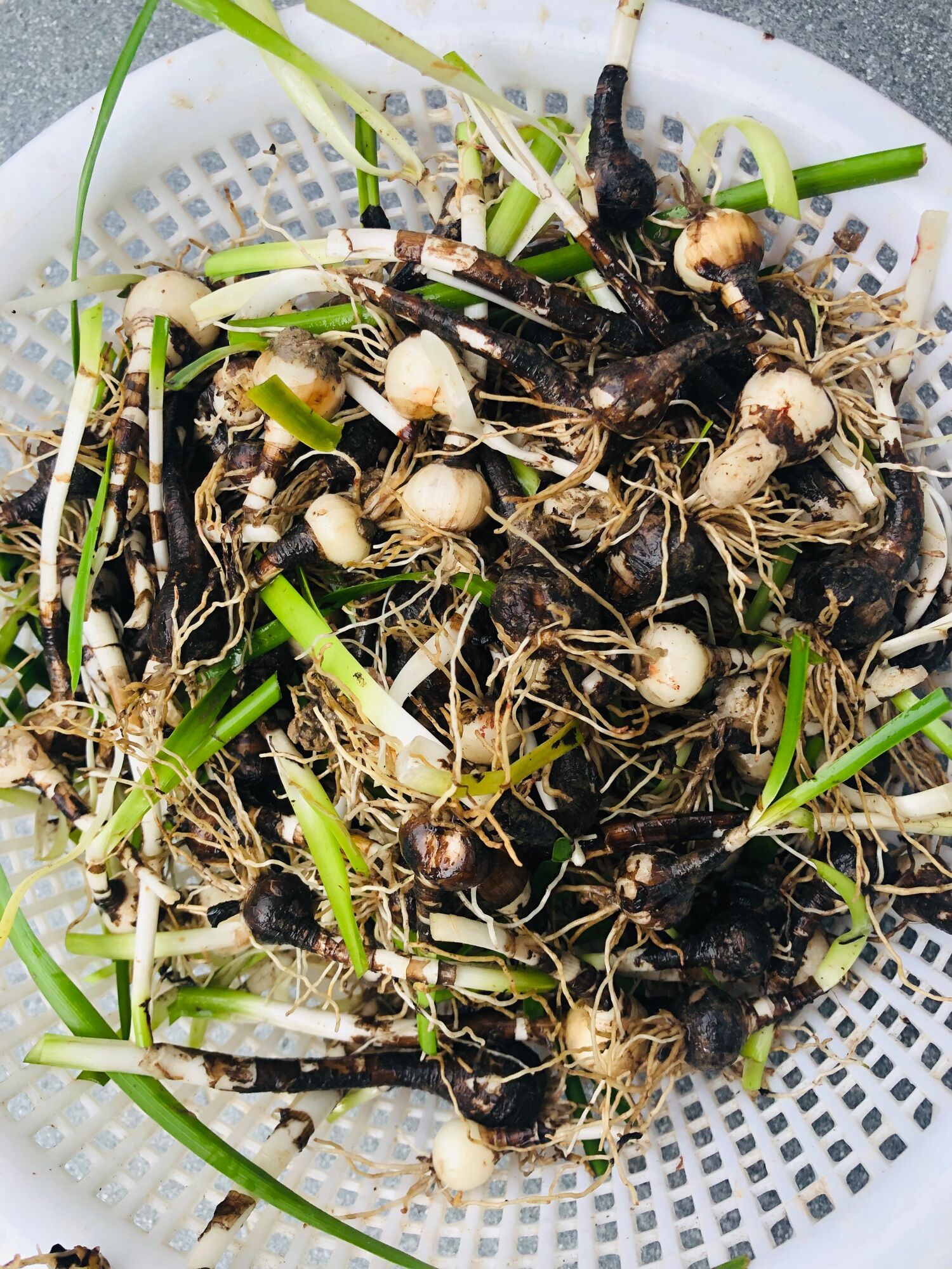 100 củ huệ mưa mic màu- giá siêu rẻ