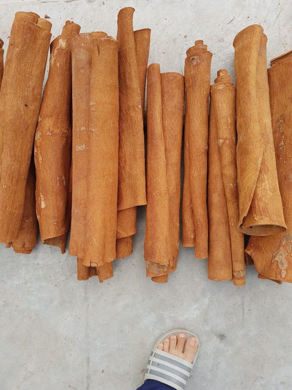 QUẾ BÀO HÀNG A YÊN BÁI