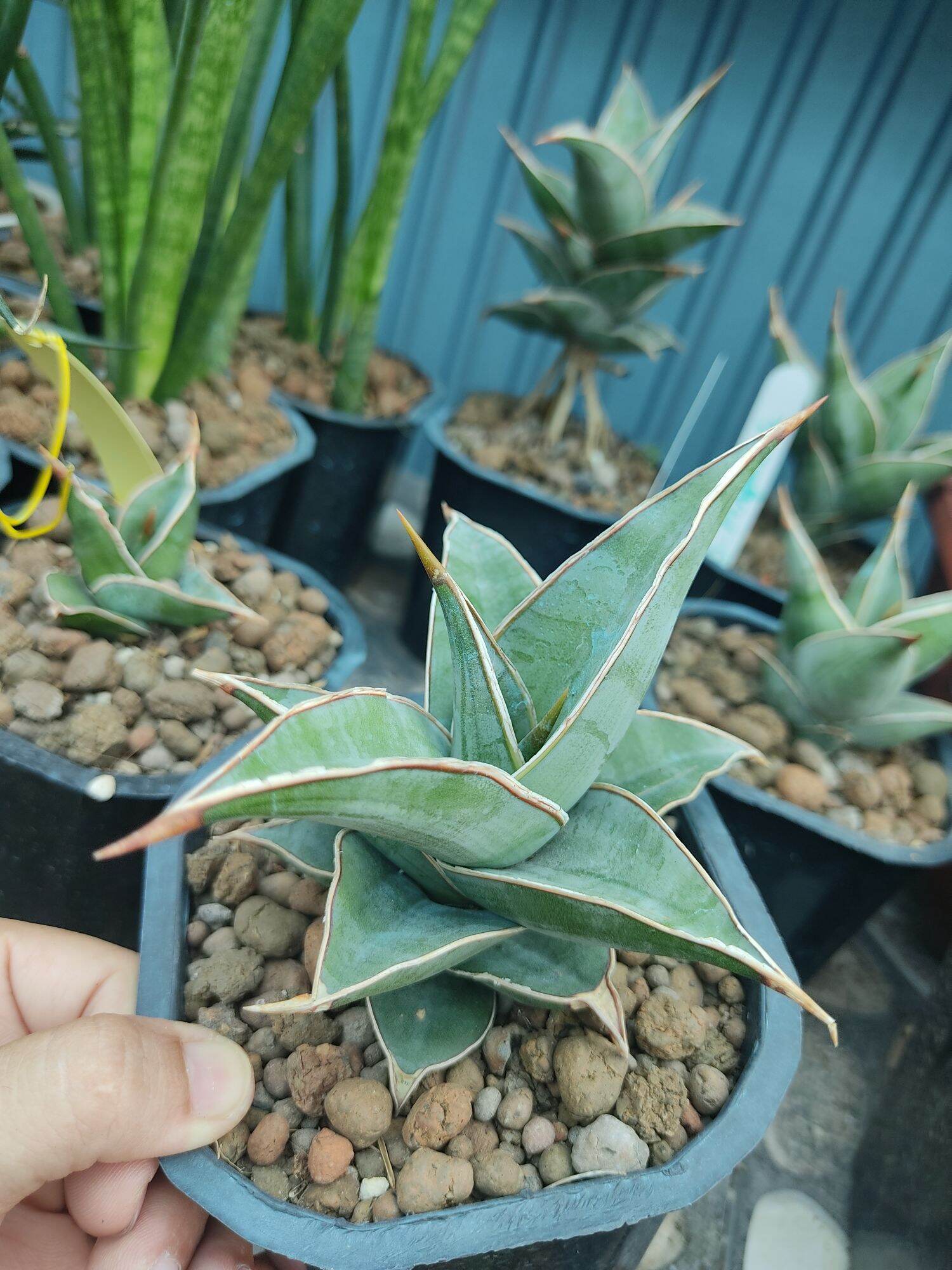 Cây lưỡi hổ lá dày - Sansevieria Pinguicula