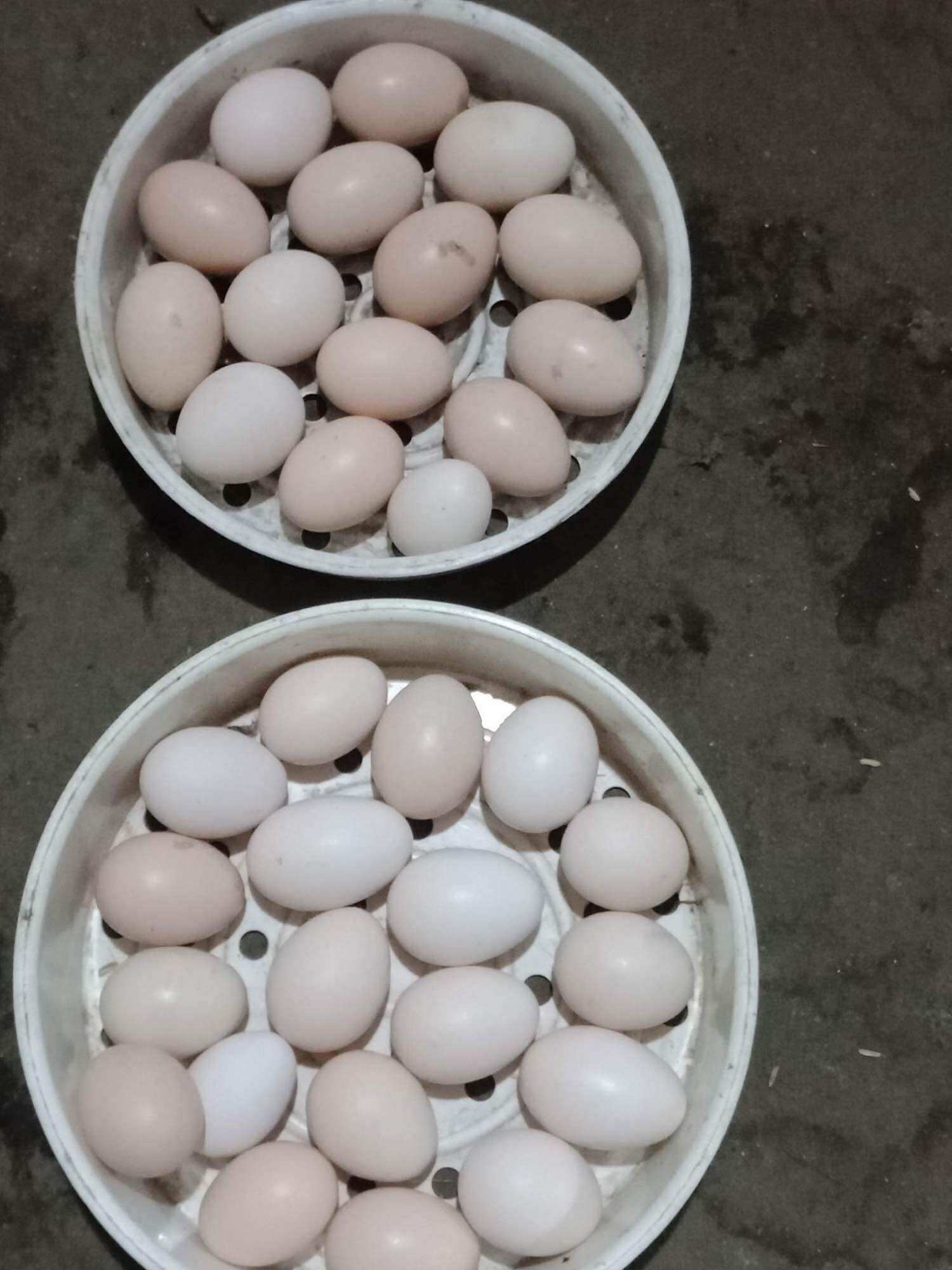 Combo 12 Trứng gà ta