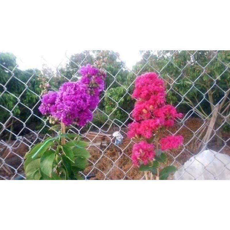 Hoa tường vi (cây giống như hình cuối)