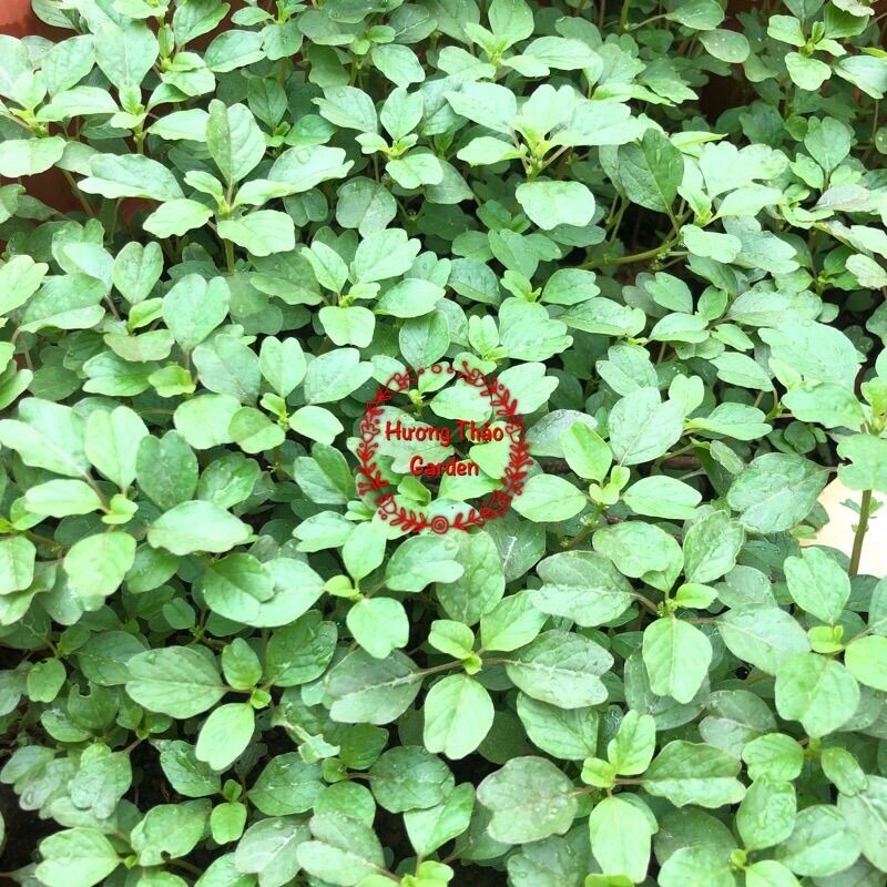 Hạt Giống Rau Dền Cơm F1