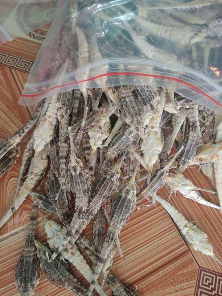 Hải kim 10 con,