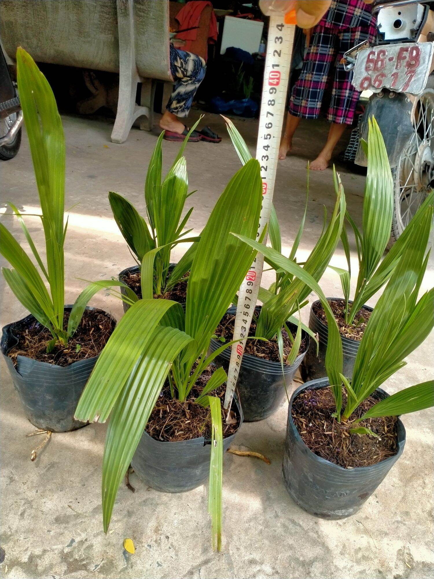 Combo 5 cây chà là giống Thái lan