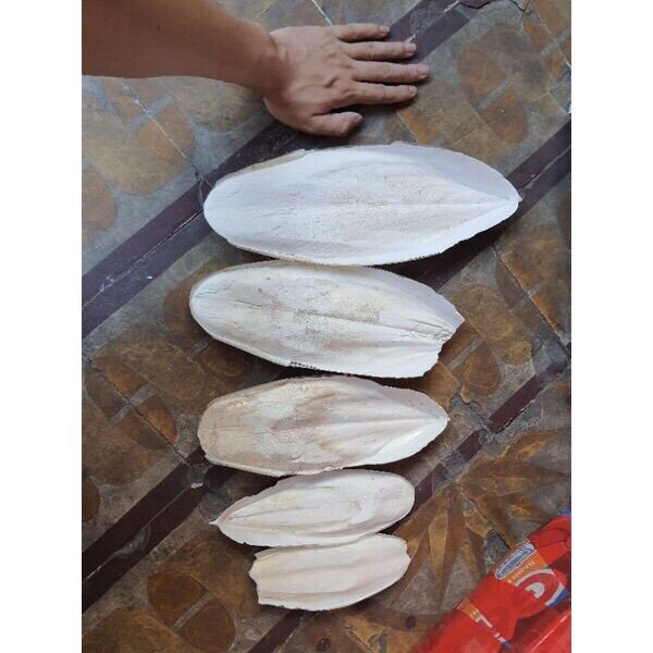 Nang mực chuẩn tự nhiên