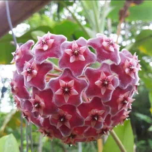 Cẩm cù đỏ hoa thơm cây trưởng thành sắp hoa