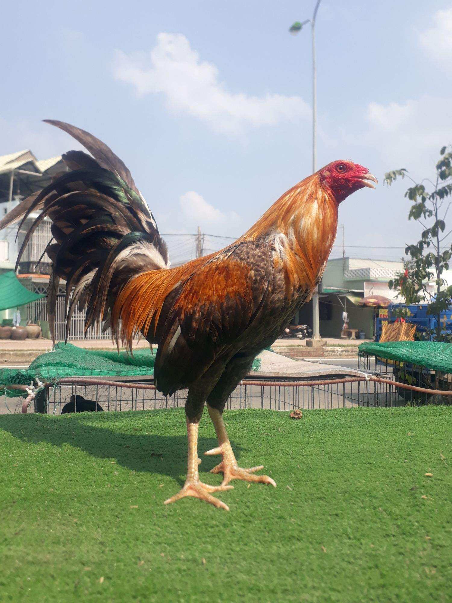 10 TRỨNG GÀ MỸ  ẤP NỞ CON GIỐNG ,TẶN THÊM 2 TRỨNG .TRẠI GÀ NÒI THÀNH ĐÔNG LONG AN.