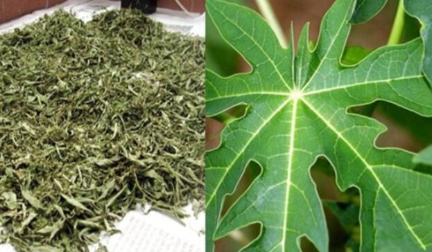 [500g] Lá đu đủ đực khô