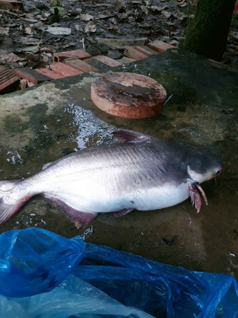 MỒI CÂU CÁ LĂNG THAILAND MẨU MỚI 200G
