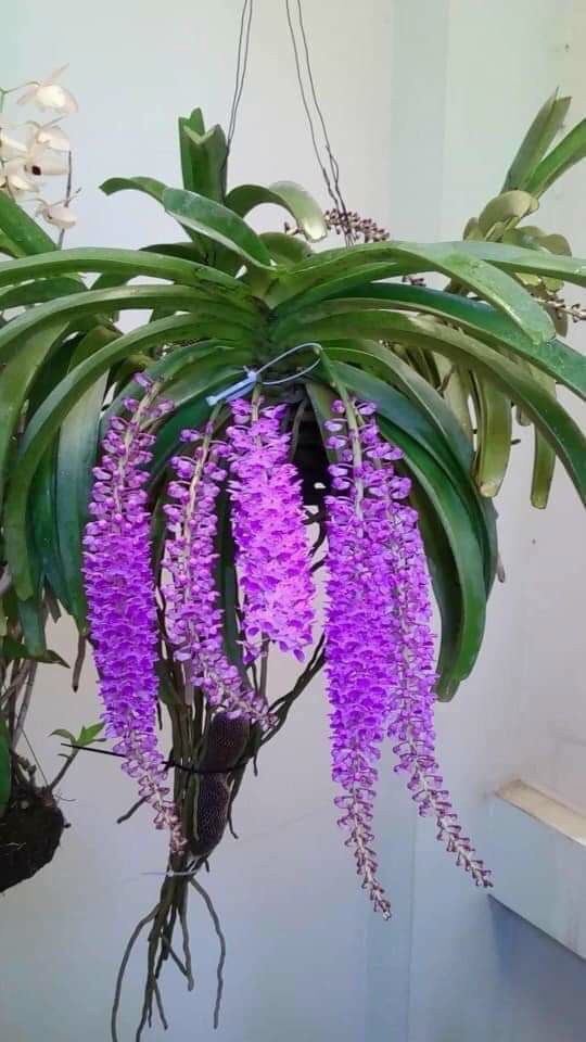 Hoa Lan đuôi chồn