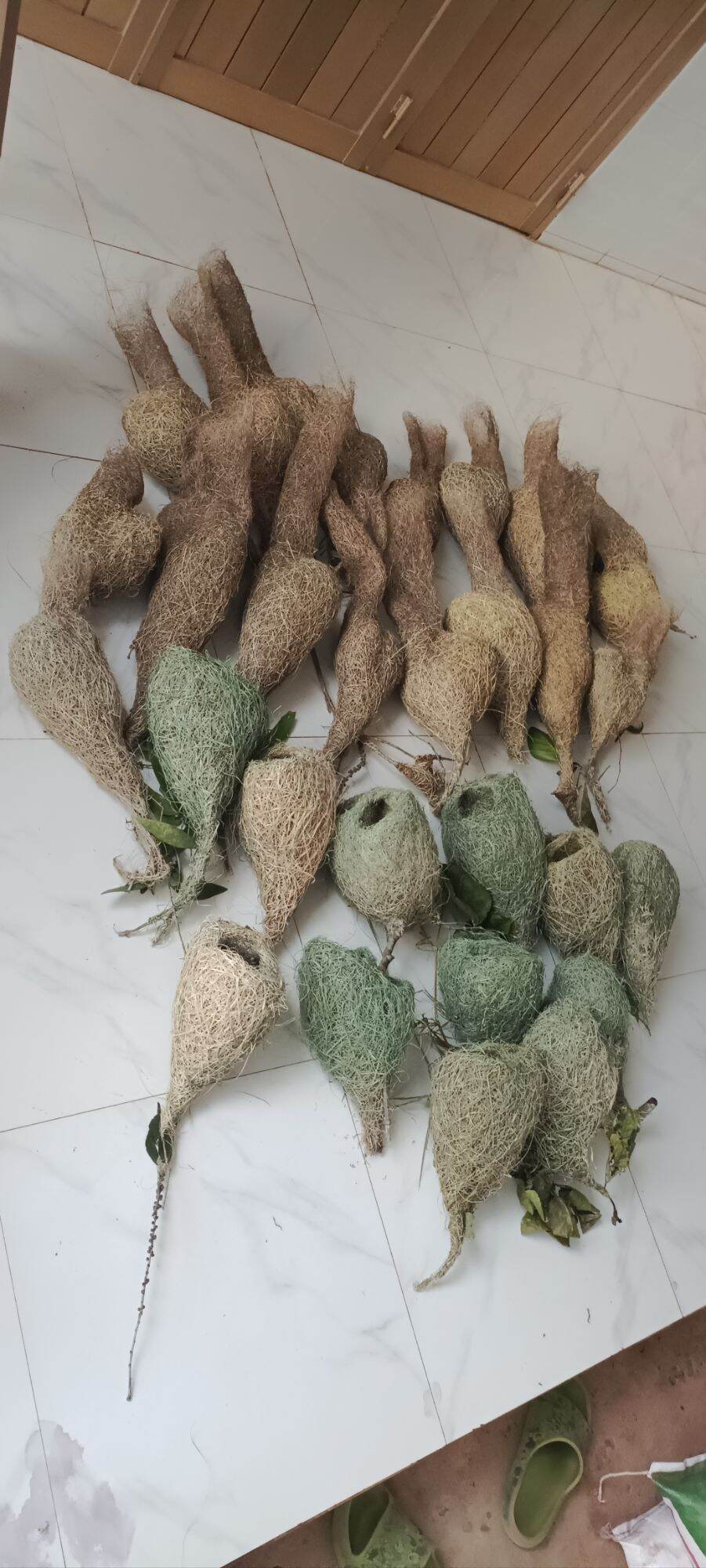 Tổ chim dòng dọc (Tổ đực)