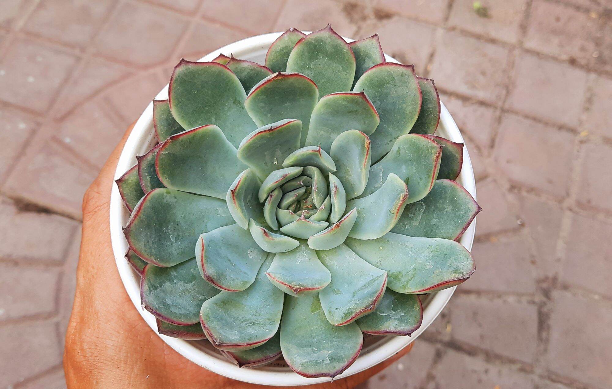 Sen đá VIỀN ĐỎ size trung