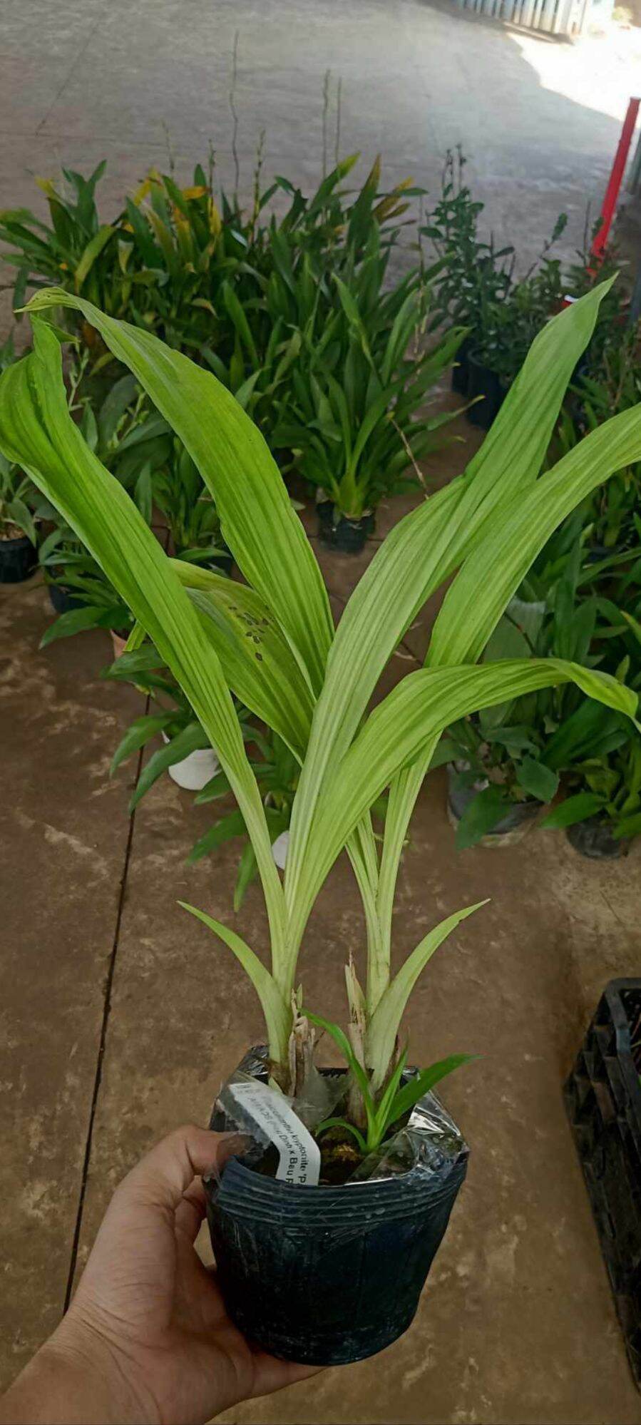 Địa Lan Hạc Đỉnh Hoa Đỏ ( bông nở tết)