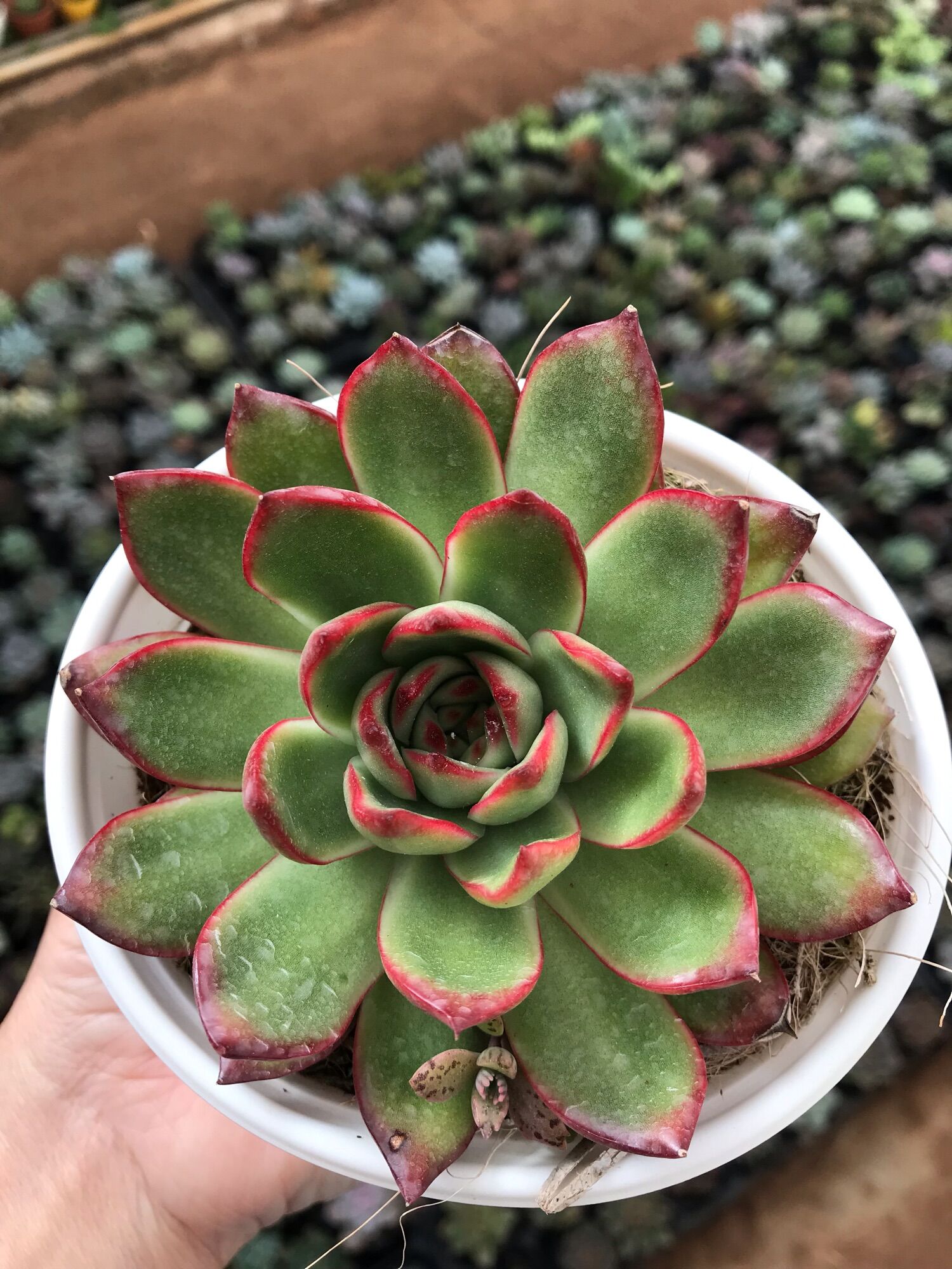 Sen đá viền đỏ cute size trung