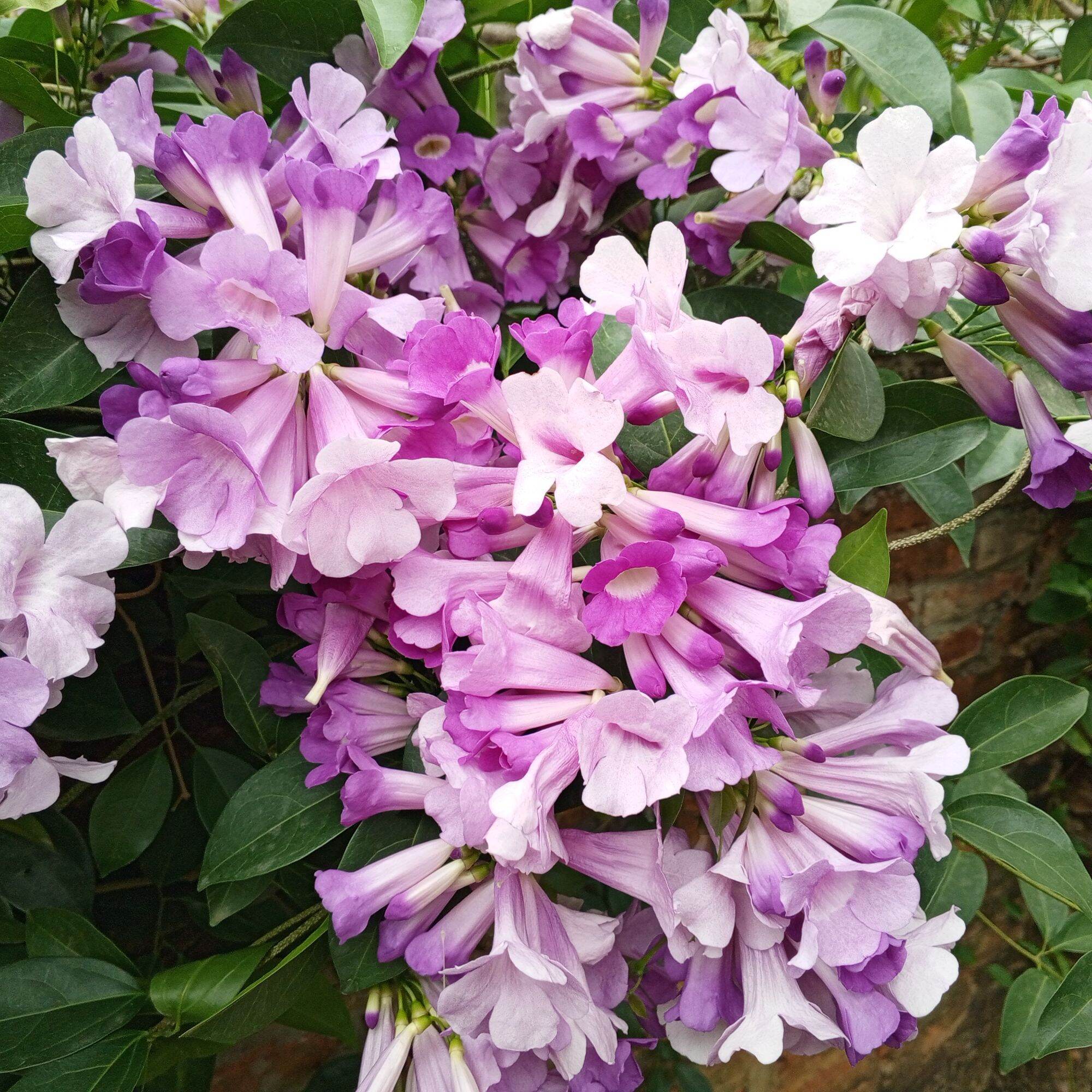 Cây giống hoa Lan tỏi