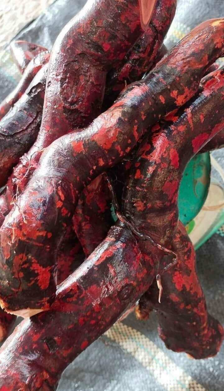rễ cây mú từn tươi