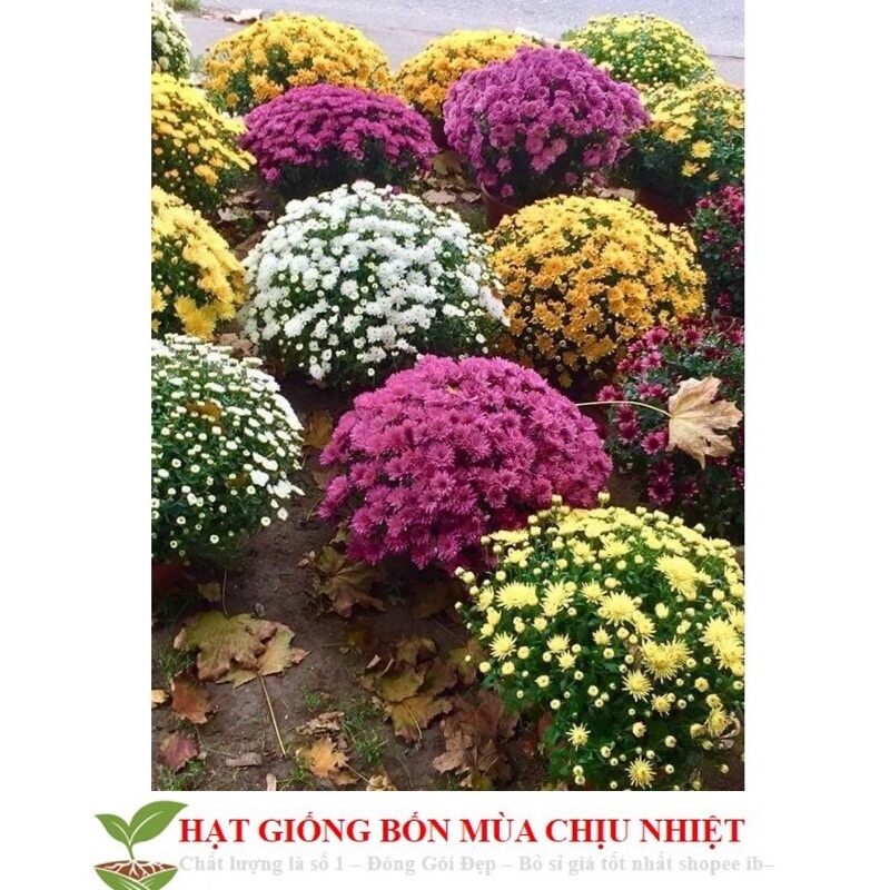 hạt giống cúc mâm xôi chuẩn tết