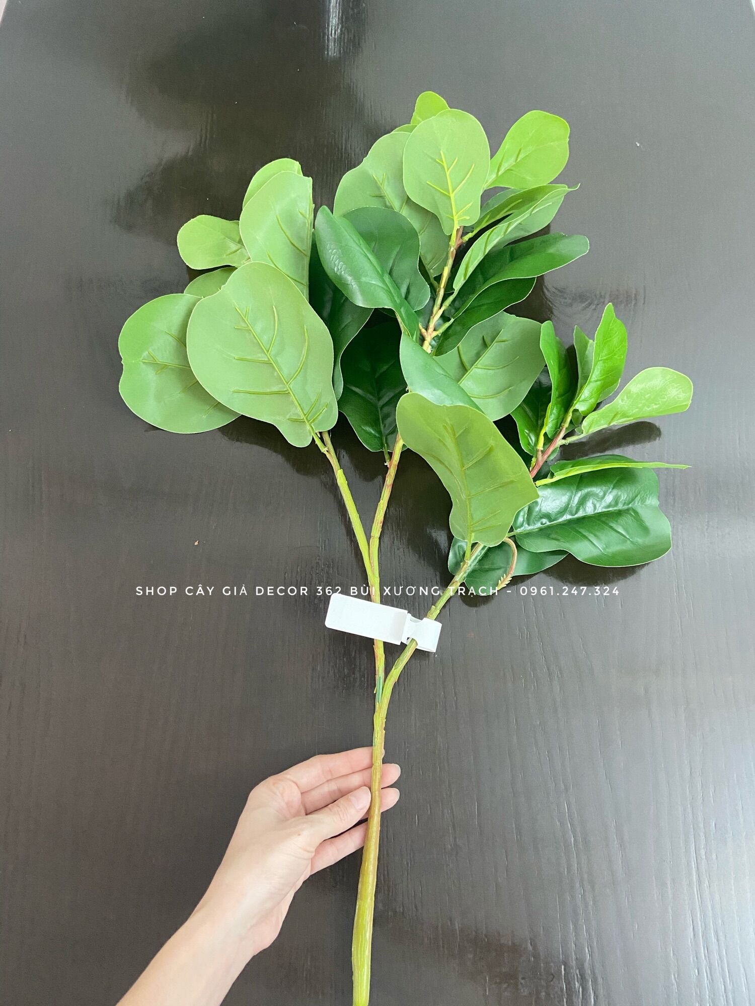 Cành bàng sing 75cm thân mảnh - 3 nhánh