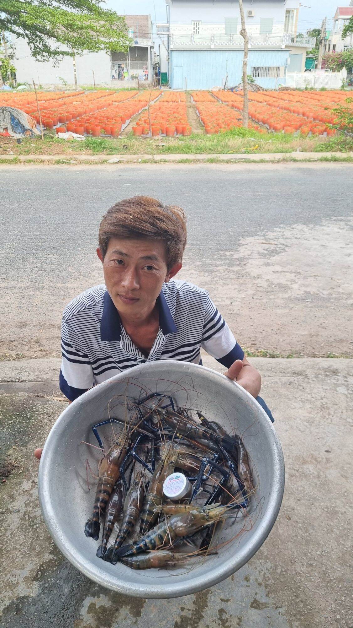 TINH MÙI CÂU TÔM CÀNG XANH 30ml