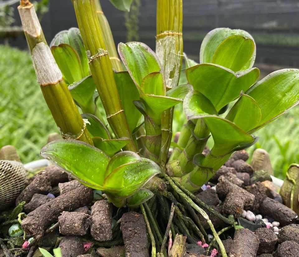 Phân Bón Kích Thích Sinh Trưởng Cytokinin GA3