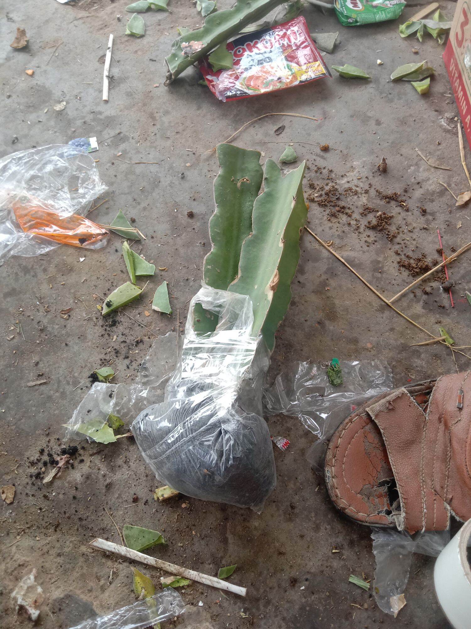 2 cây thanh long ruột đỏ có rễ bầu đất