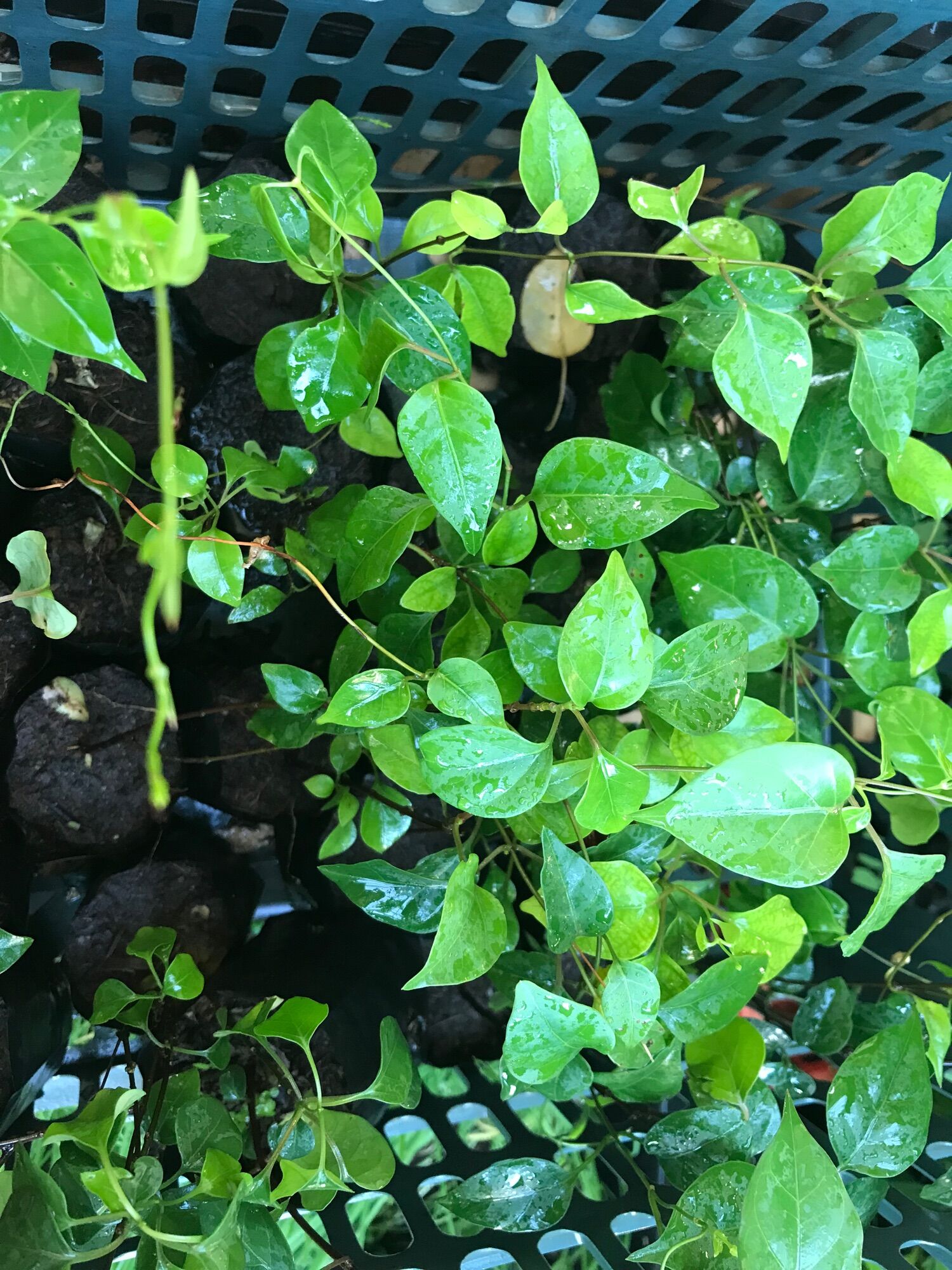 Cây giống lá giang
