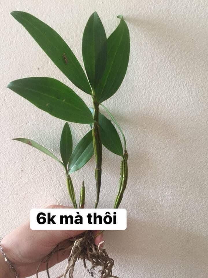 Hoa Lan kiều vàng(1 khóm)