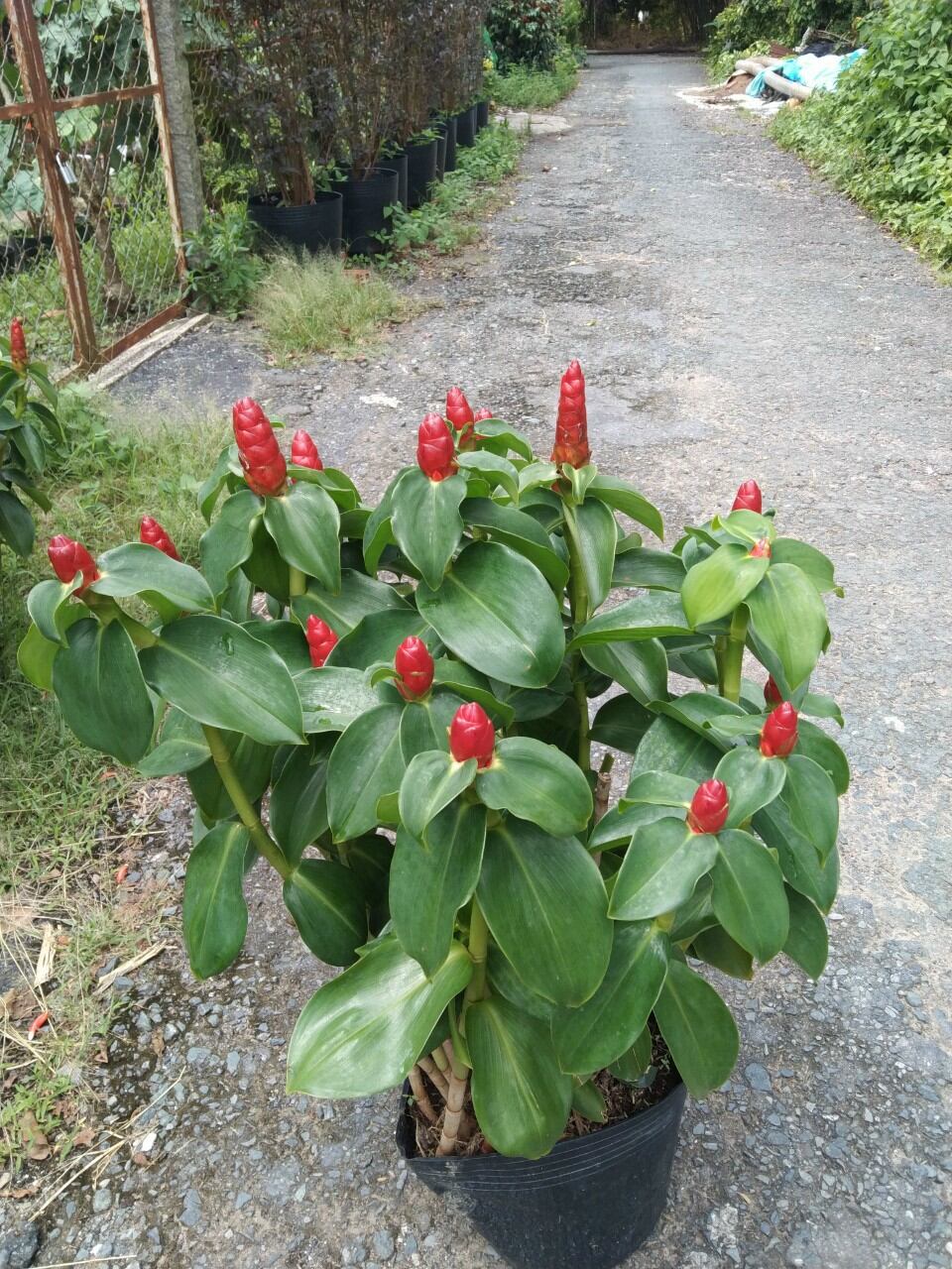 cây phúc lộc thọ