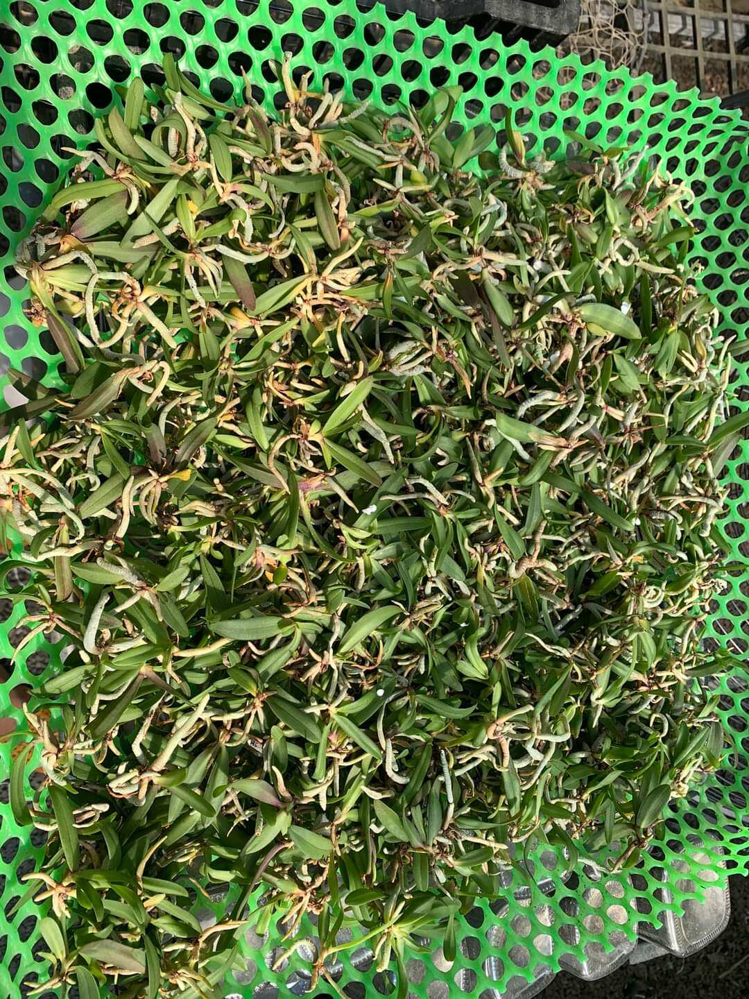 5 cây lan ngọc điểm thái đủ màu. size nhỏ