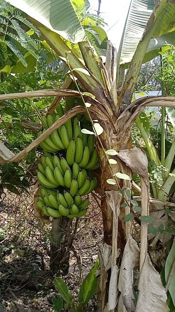 cây giống chuối già hương (chuối nam mỹ)