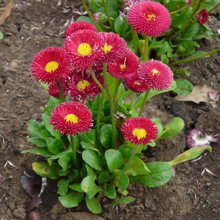 Hạt giống Cúc Daisy sỉ 10k gói 100 hạt