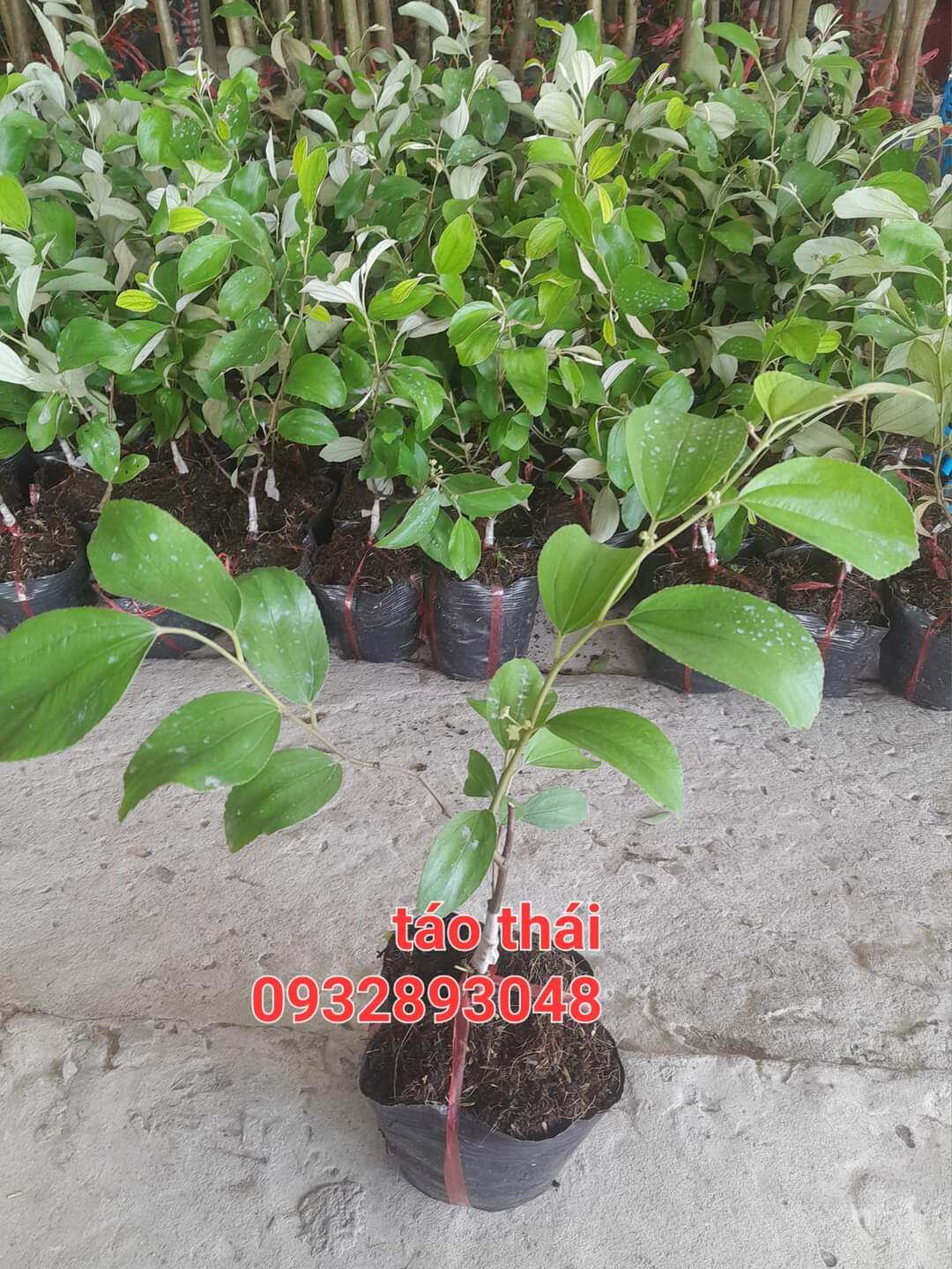Cây giống táo thái cây cao 20-40cm