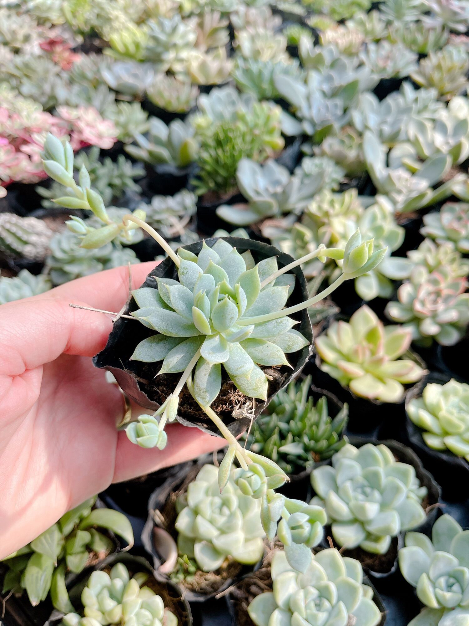 Sen dù kim size bầu 3-5 cm
