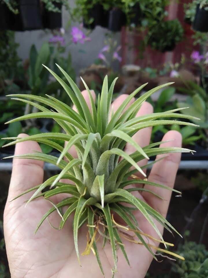 Cây Không Khí Kim Yến