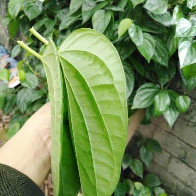 200g lá trầu xanh tươi mới hái