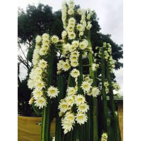 Sale 50%-xương rồng trụ mytilo cắt cành 10-15cm