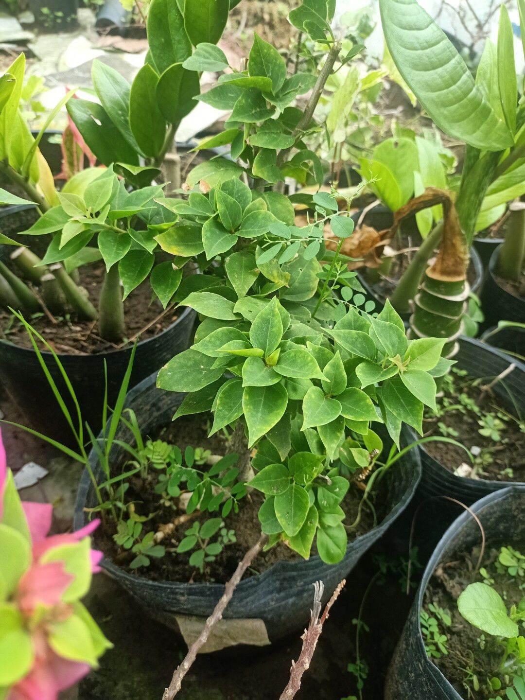 hoa giấy mỹ k gai nhỏ