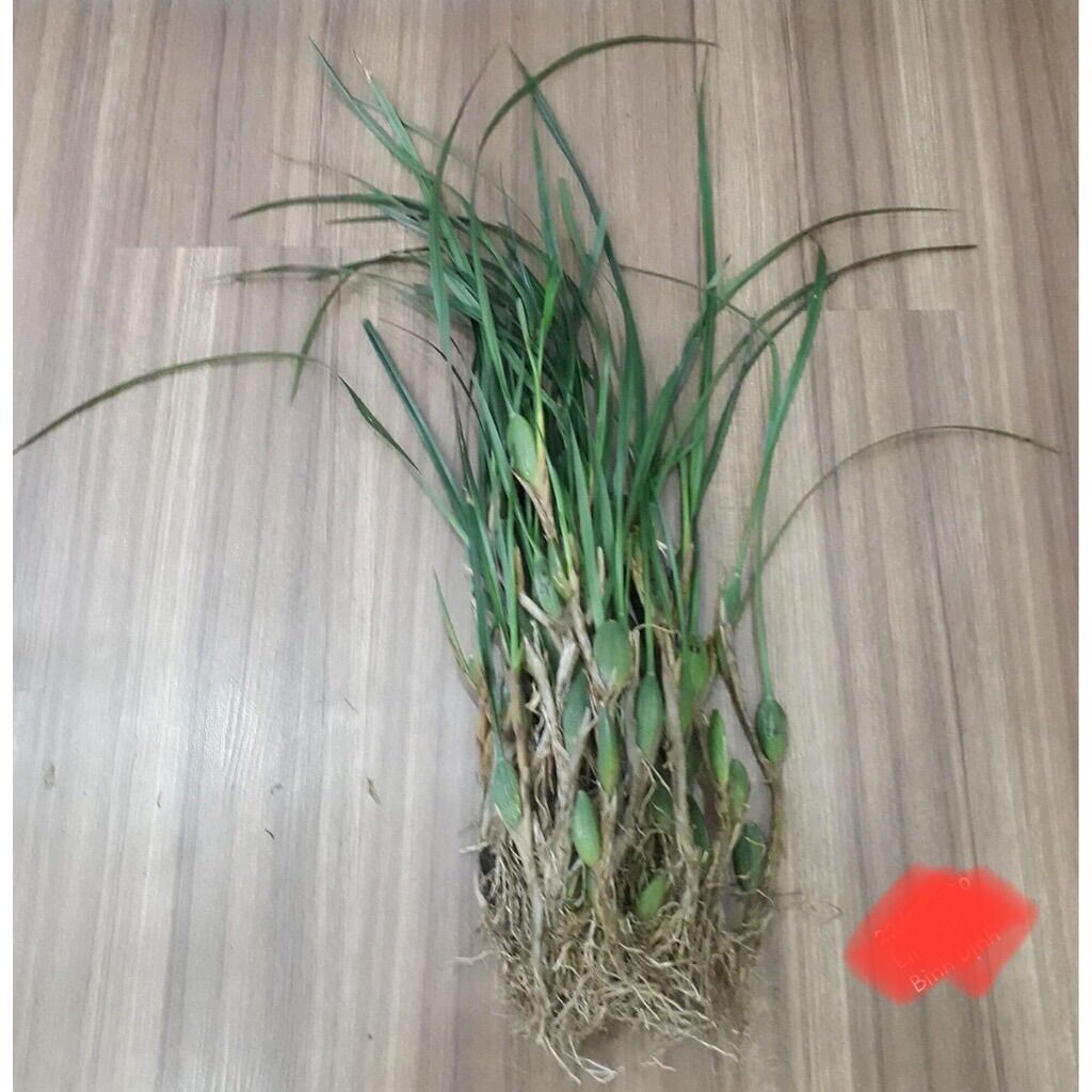 Hoa Lan Tóc Tiên Hương Dừa (1 bó 15 củ)