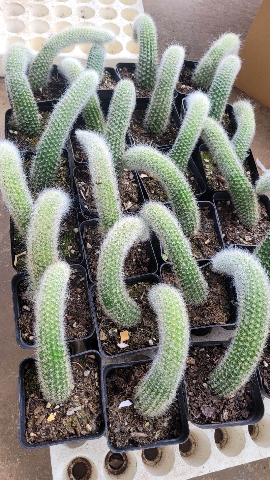 Xương rồng đuôi cáo. đuôi hồ ly