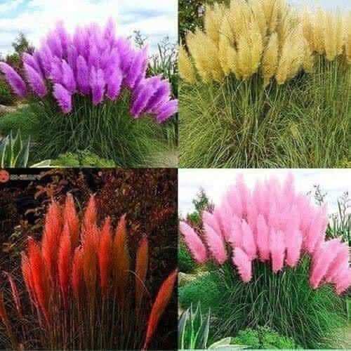 100 Hạt giống cỏ bông lau Mỹ Hồng