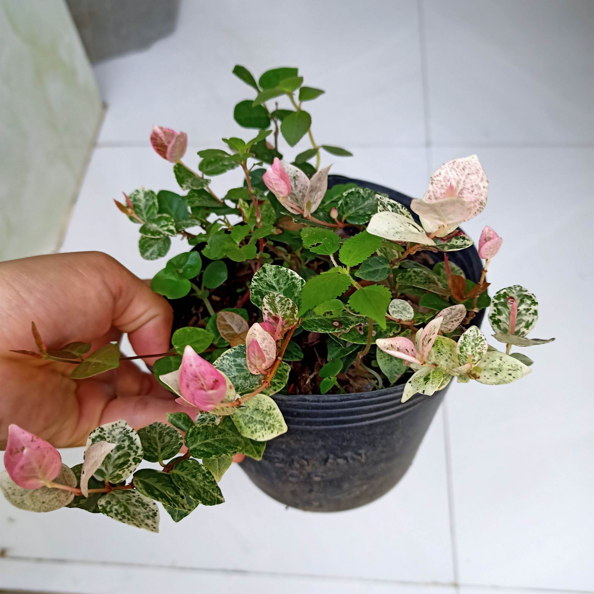 Chậu cây thằn lằn cẩm thạch, thằn lằn var. 
