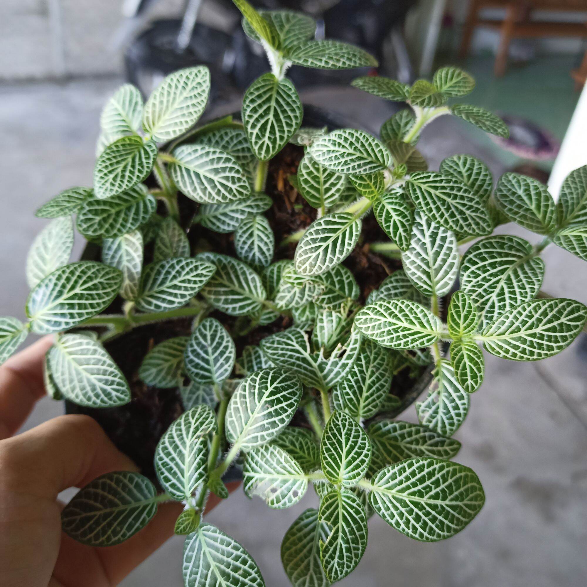 Chậu cây cẩm nhung fittonia, lá may mắn gân trắng